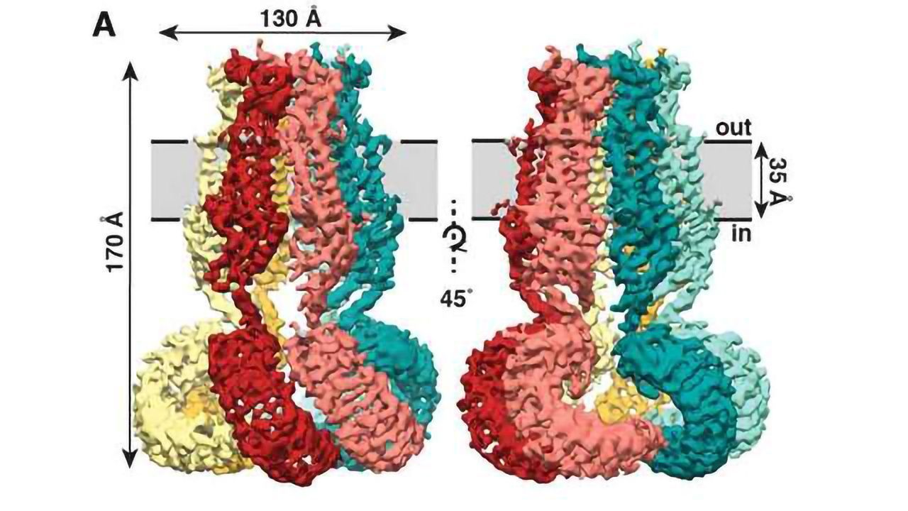 How a 'Jellyfish'-shaped Structure Relieves Pressure in Your Cells