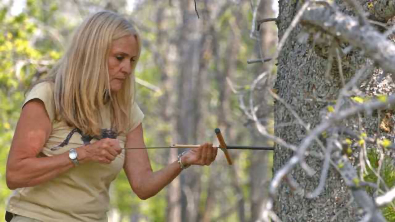 How Do Trees Survive Pine Beetle Attack?