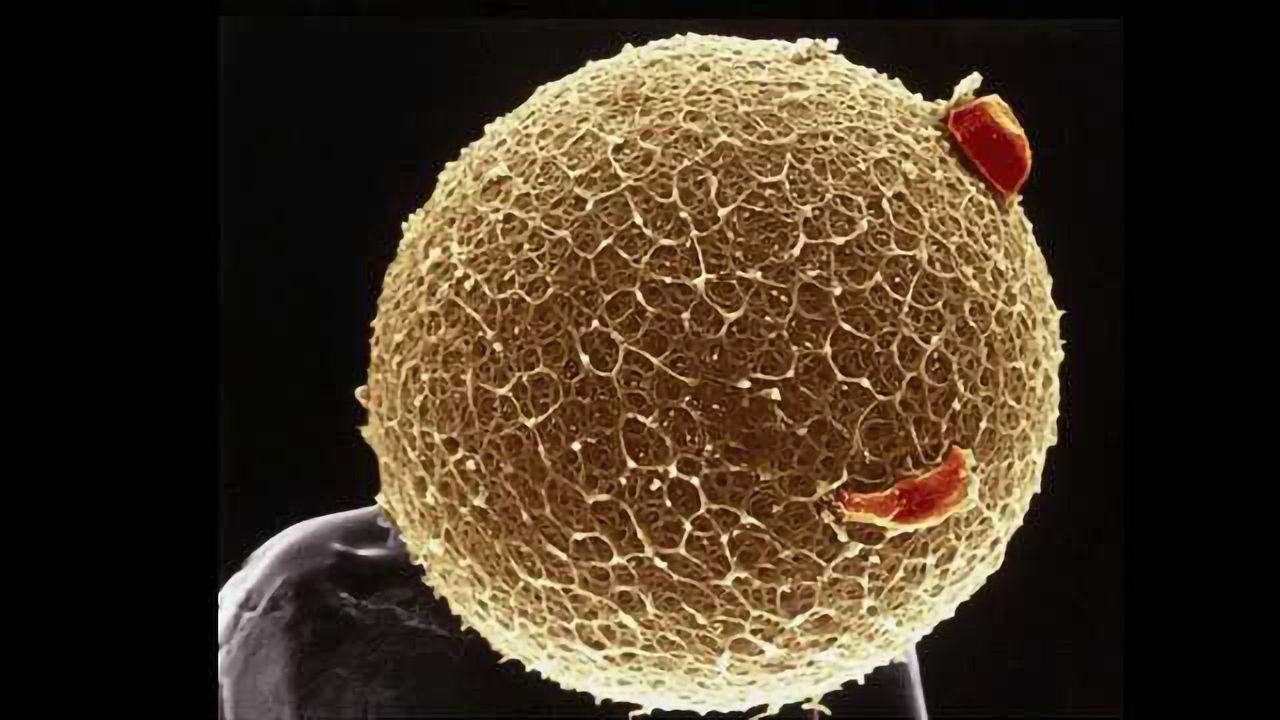 Imaging in Biology: How Many Words are Cell Images Worth?