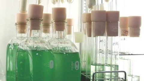 Enzyme Could Provide Biofuel Boost