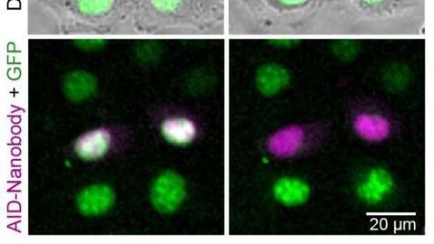 Functional Analysis of Proteins Improved by Novel Synthetic Antibody