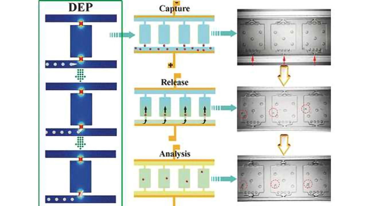 Progress Toward Personalized Medicine: Microfluidic Chip for Analysis of Single Cells