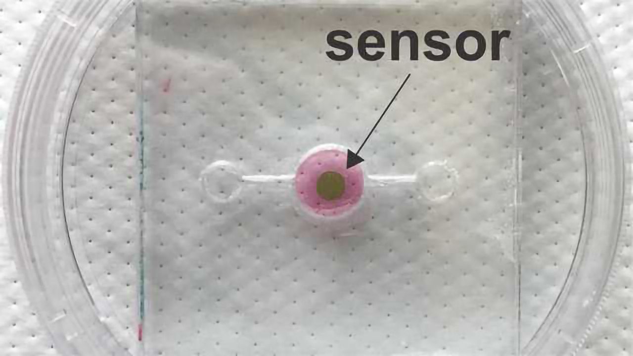 Biosensor Allows Real-Time Oxygen Monitoring for Organs-on-a-chip
