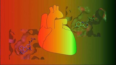 Scientists Discover Intricacies of Serotonin Receptor Crucial for Better Drugs