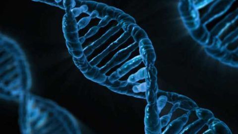 Identical Mutation, Different Symptoms: Researchers Outline 'Modified Penetrance' Hypothesis