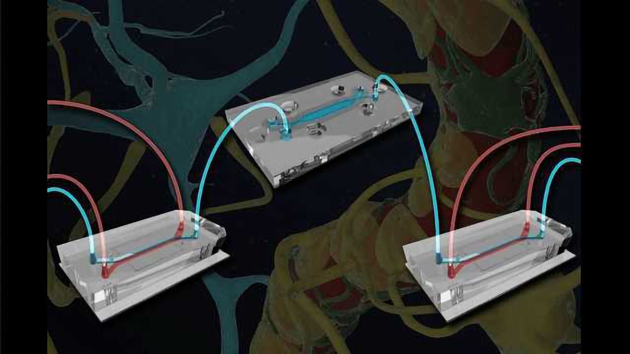 Microfluidically-linked BBB and Brain-chips Opens Another Dimension for Neurological Research