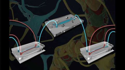Microfluidically-linked BBB and Brain-chips Opens Another Dimension for Neurological Research
