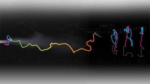 How The Brain Helps Animals Hunt For Food