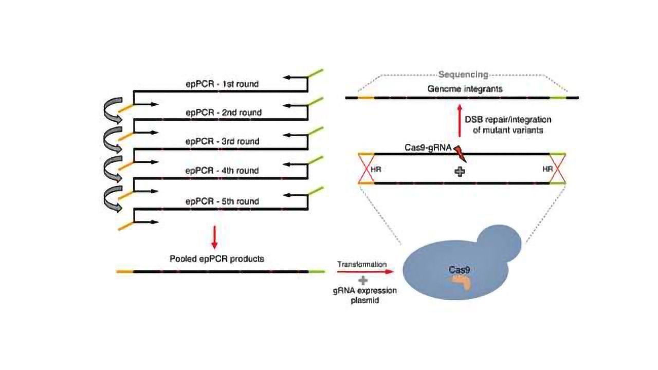 CasPER Uses CRISPR to Diversify Enzymes