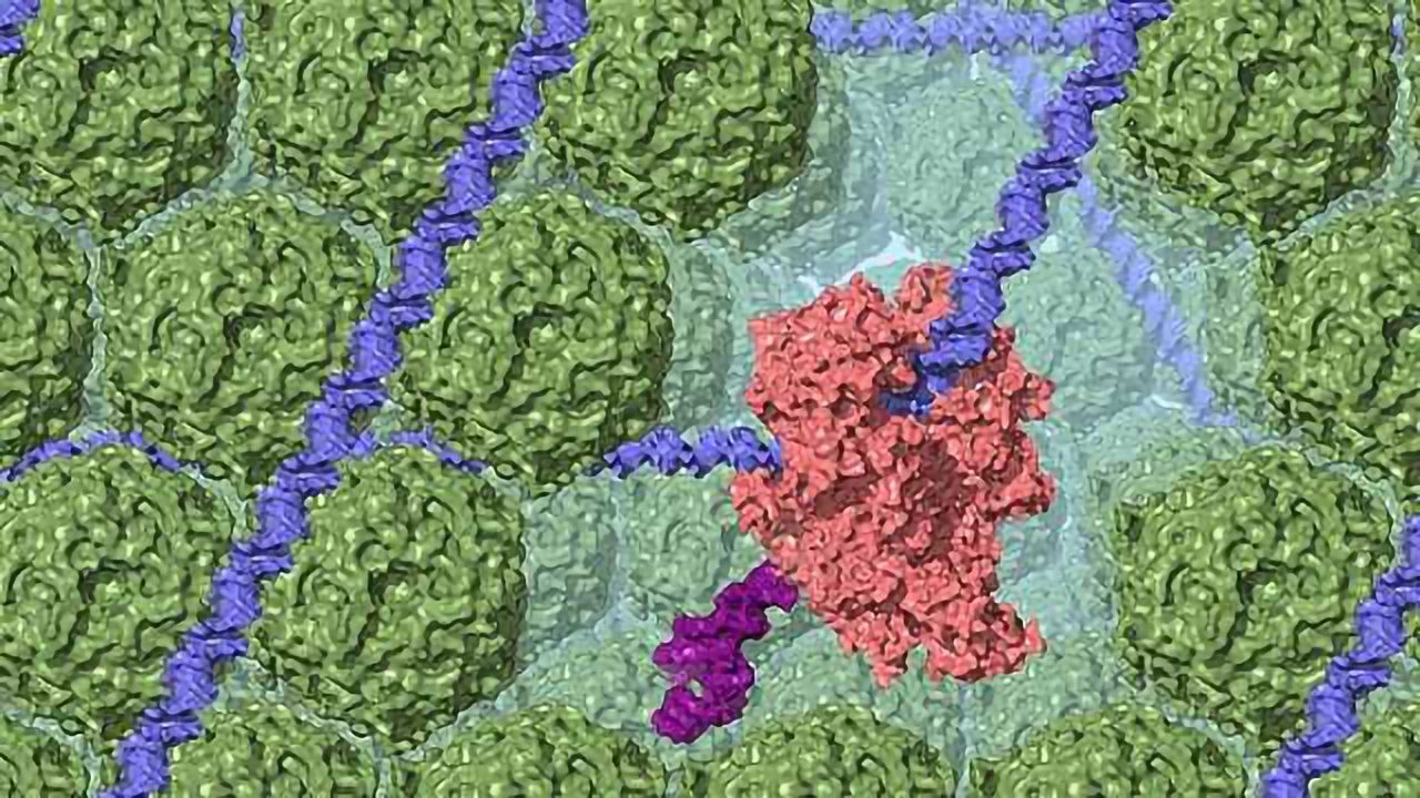 Researchers Target Protein That Protects Bacteria’s DNA ‘Recipes’