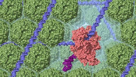 Researchers Target Protein That Protects Bacteria’s DNA ‘Recipes’