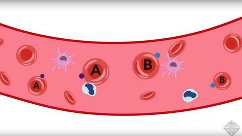 Making Universal Donor Blood From Other Blood Types