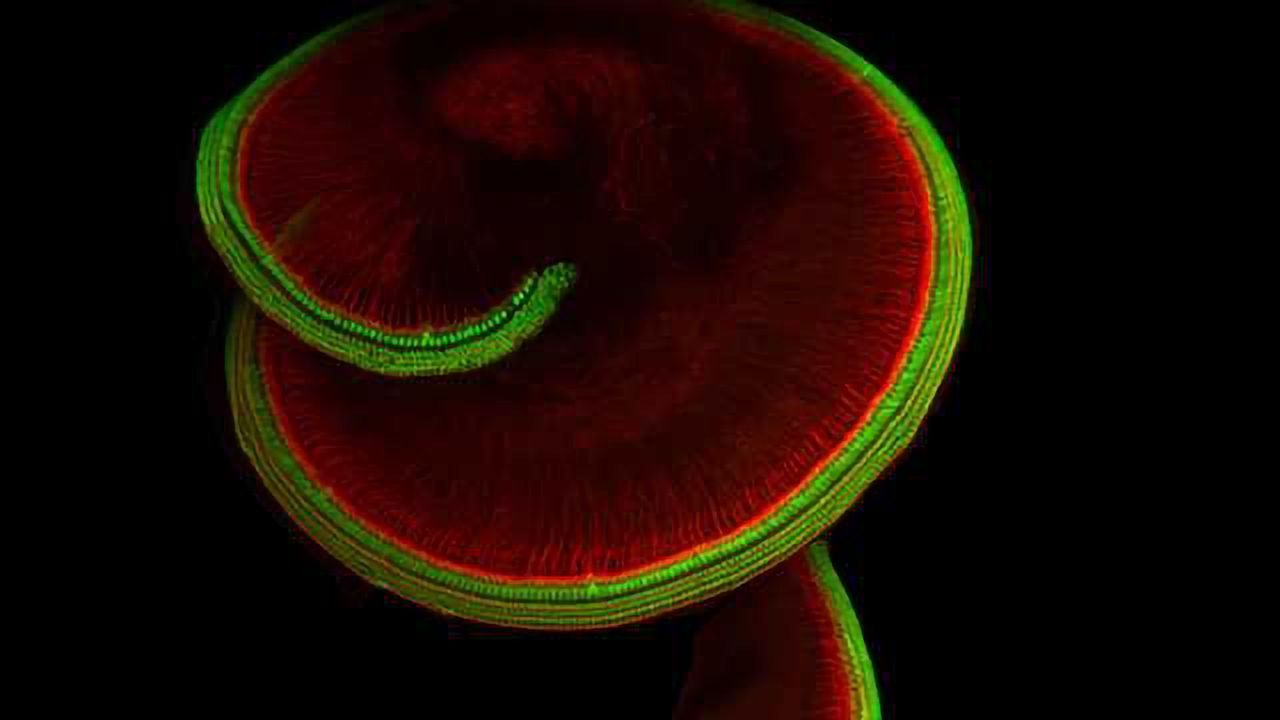 The Hearing Molecule