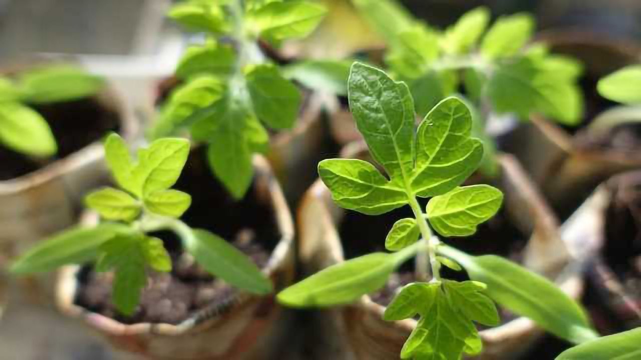 A Switch to Turn Terpene Production On and Off