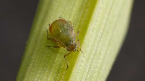 How Plant Viruses Help Themselves