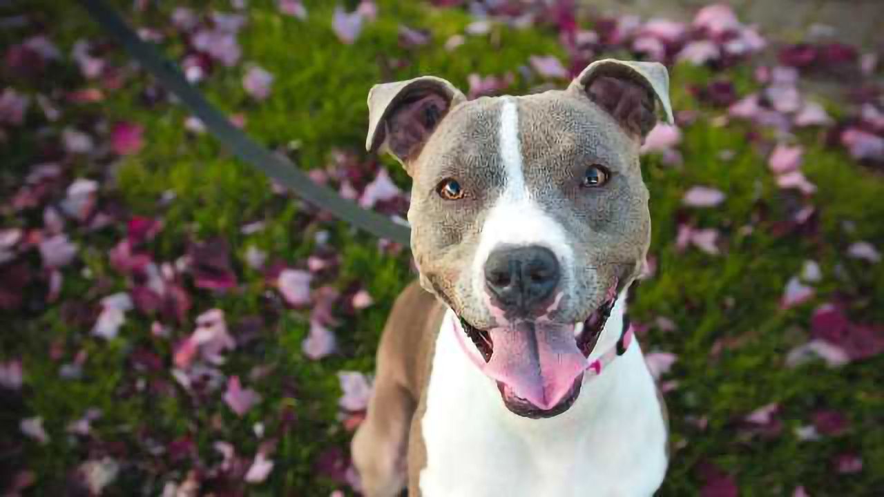 Dog Shelter Genetic Tests Shows Why Breed Labels Can Be Misleading