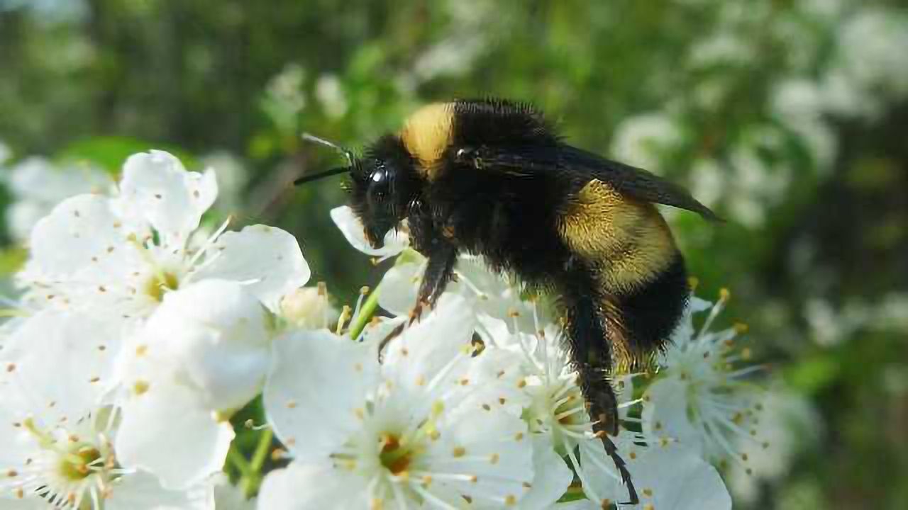 Why are Bumblebees Going Extinct?