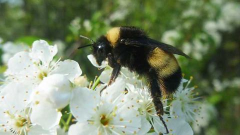 Why are Bumblebees Going Extinct?
