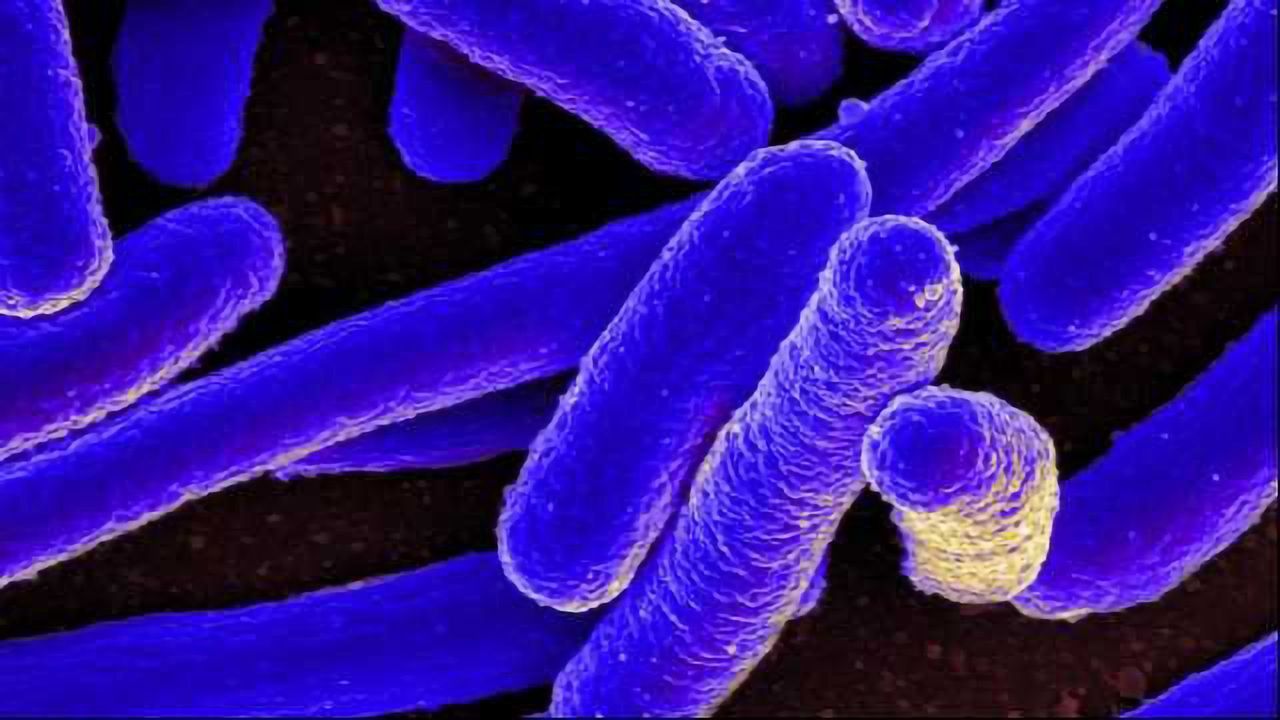 The Unexpected Upside of E. coli