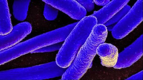 The Unexpected Upside of E. coli