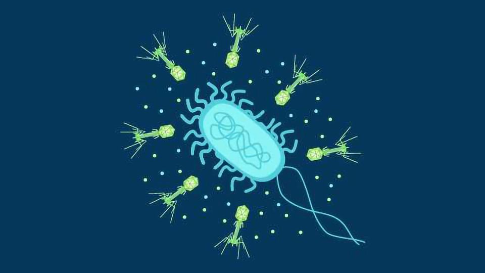 A bacterium surrounded by bacteriophage.