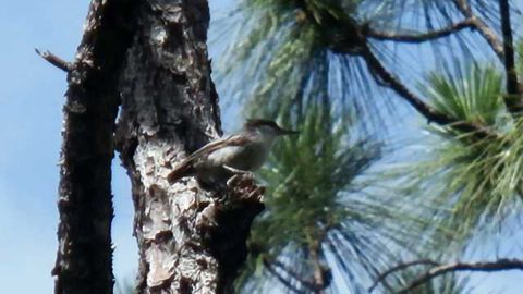 To Catch a Nuthatch: Rare Bird Rediscovered in Bahamas