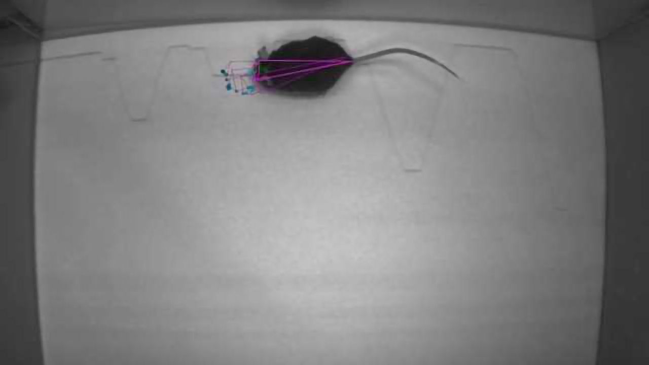 Tracking Animal Movement with Deep Learning