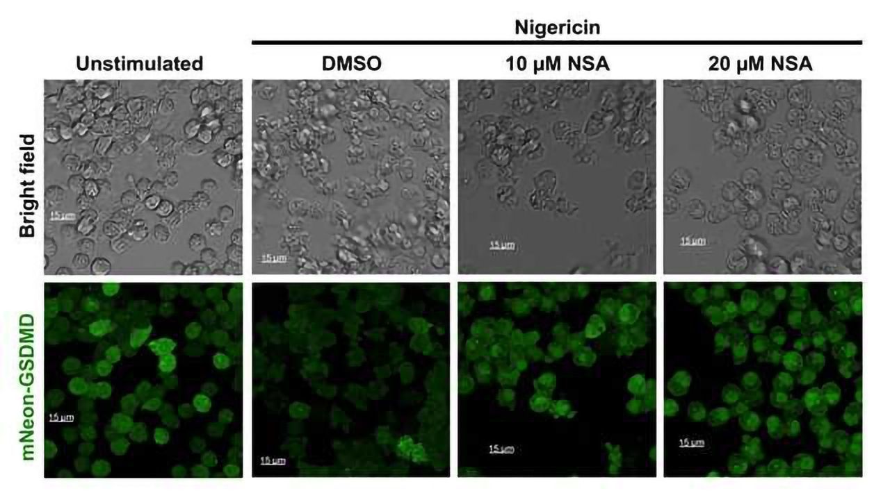 Sepsis-related Cell Suicide Blocked in Human and Mouse Cells