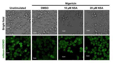 Sepsis-related Cell Suicide Blocked in Human and Mouse Cells