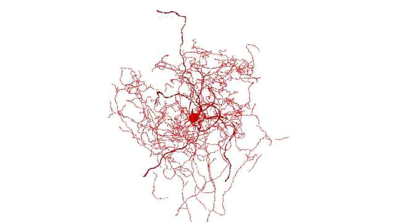 Scientists Identify a New Kind of Human Brain Cell