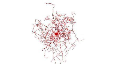 Scientists Identify a New Kind of Human Brain Cell