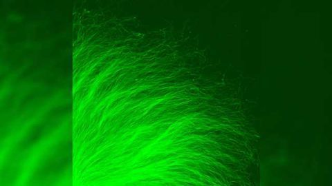New Method Developed Which Objectively Quantifies Axon Degeneration