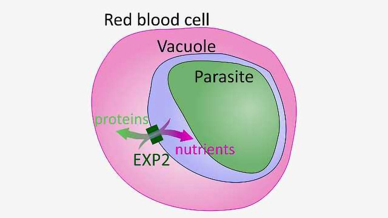 Protein that Helps Malaria Parasite Obtain Nutrients