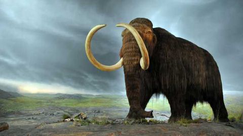 Mutation May Have Helped Mammoths Tolerate the Cold