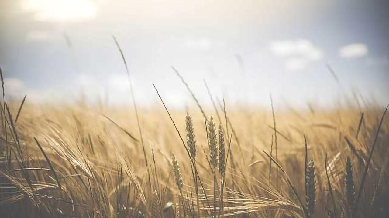 Rising CO2 is Having Negative Effects on Nutritional Value of Foods