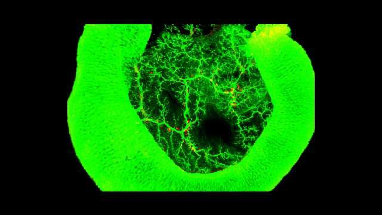 Enzyme Ducts in the Pancreas Are Formed like Rivers