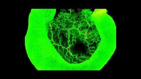Enzyme Ducts in the Pancreas Are Formed like Rivers