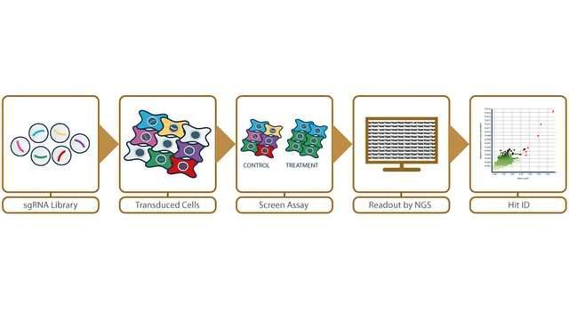 地平线上发现宣布合作单细胞RNAseq-linked CRISPR筛选内容块的形象