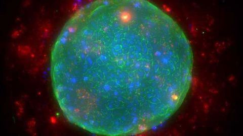 Corning Introduces New 1536-well Spheroid Microplate