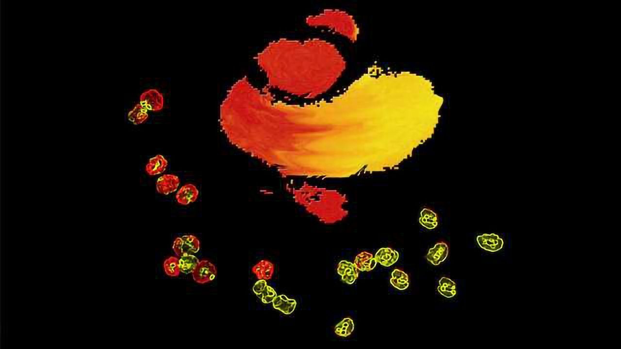 Researchers Find Elusive Source Of Most Abundant Immune Cell