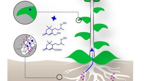 Leaf Molecules Reveal Plant's Healthy Symbiosis