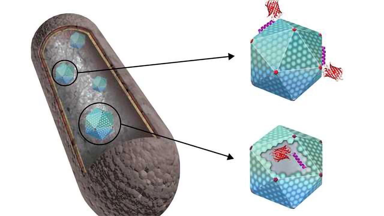 Can Bacteria Serve as Cell Factories to Produce Biofuels and Vaccines?