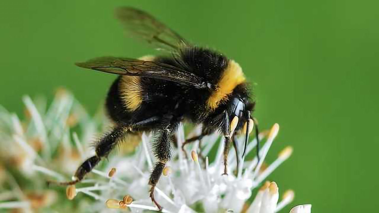 The More Pesticides Bees Eat, the More they Like Them