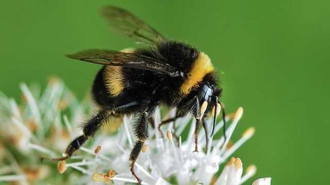 The More Pesticides Bees Eat, the More they Like Them