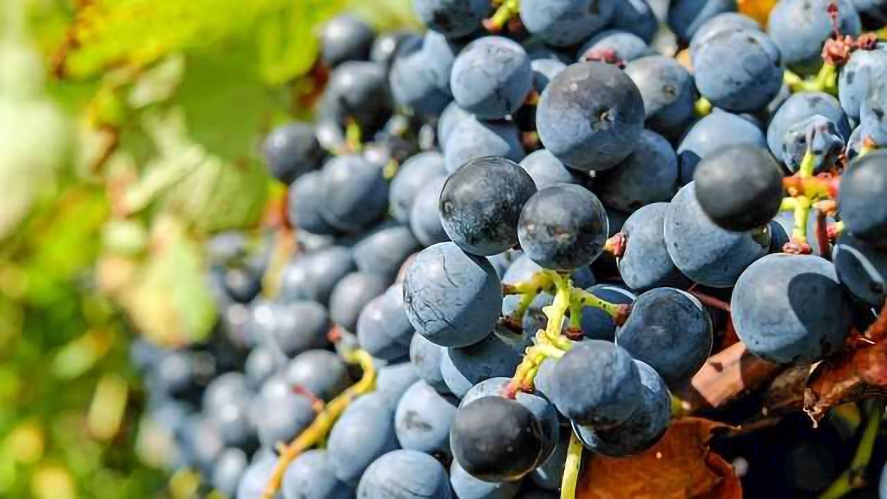Breakthrough to Combat Devastating Grape Disease