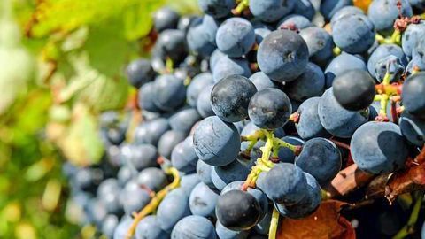 Breakthrough to Combat Devastating Grape Disease