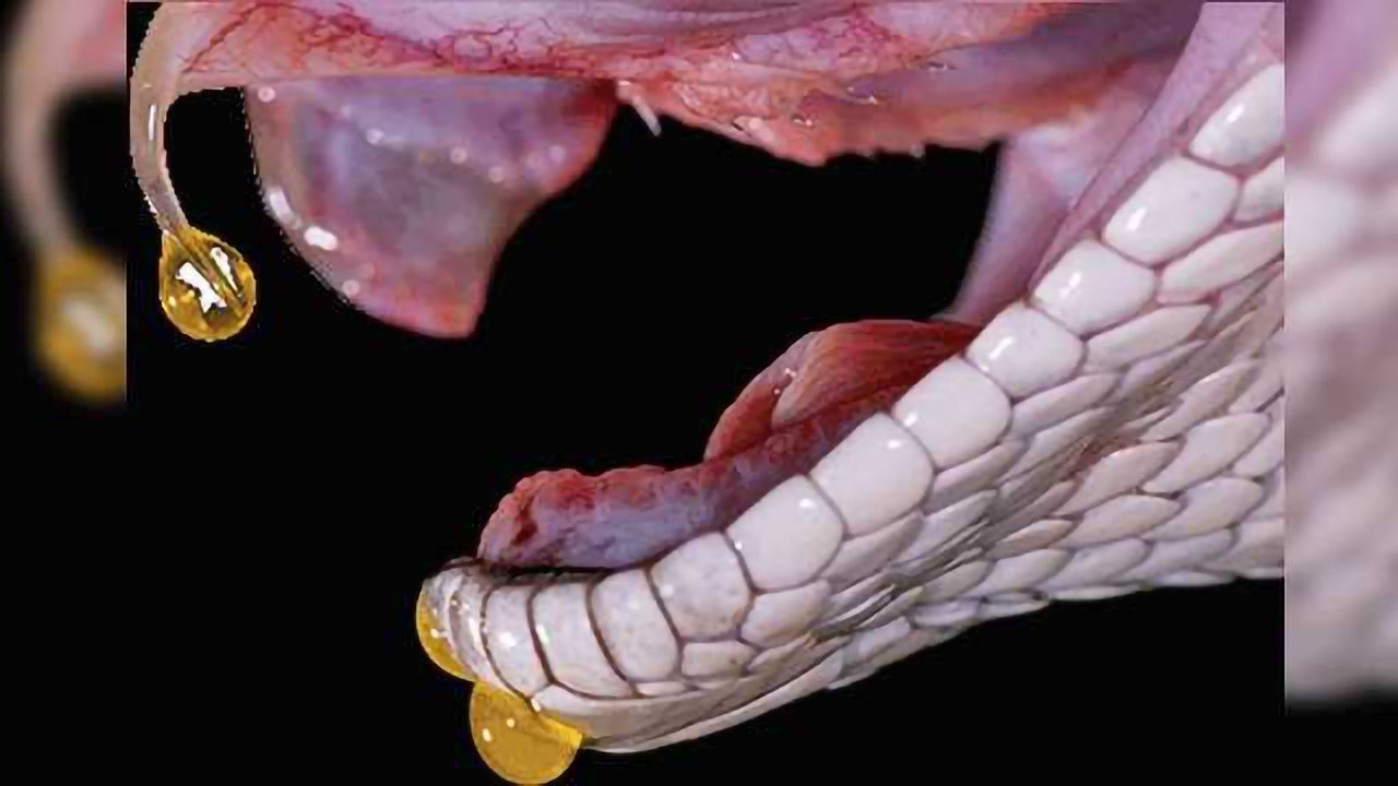 Researchers Are Turning To Deadly Venoms In Their Quests For Life-Saving Therapies