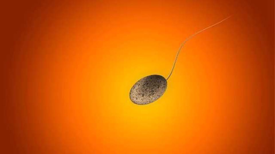 Sperm Production Study Lays Groundwork for Solving Male Infertility content piece image