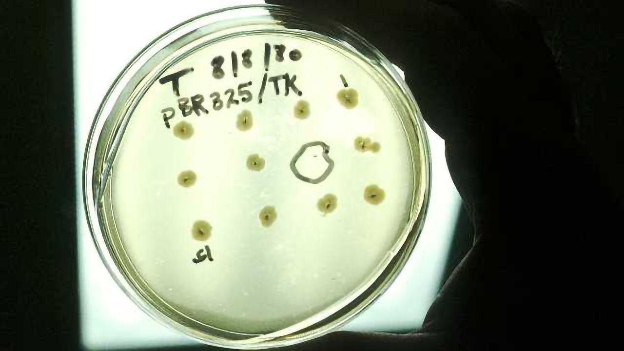 6创新应用的微生物