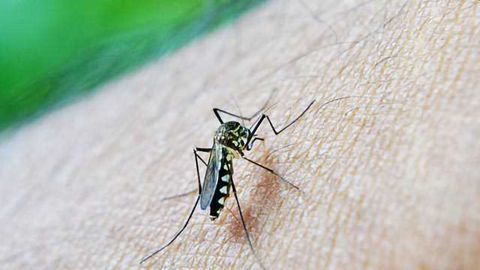 Regulator Protein, AP2-G, May Hold the Key to Preventing Malaria
